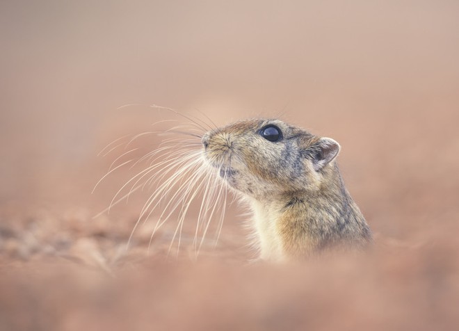  DNA tối trong chuột cát có thể nắm giữ nhiều bí mật của tiến hóa 