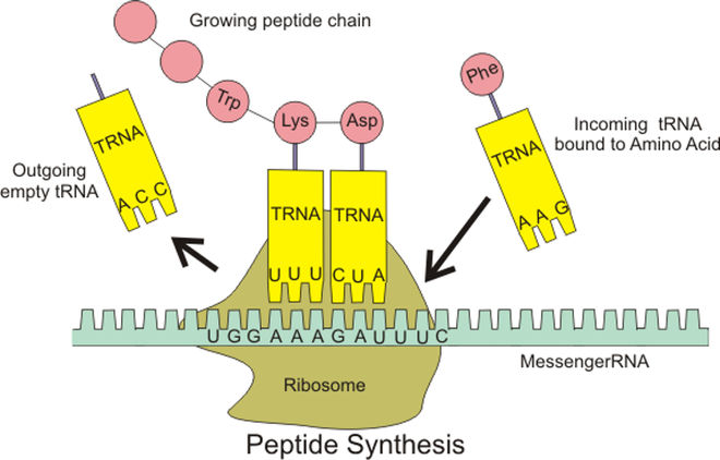  DNA mã hóa axit amin, tạo nên peptide và protein, sau đó thể hiện tính trạng của sinh vật 