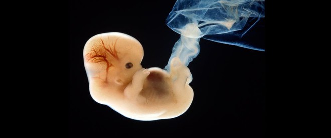 
Lần đầu tiên các nhà khoa học Mỹ chỉnh sửa gen thành công trên phôi thai người
