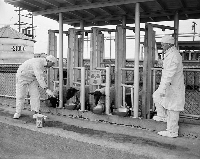  Các công nhân cho cừu ăn thức ăn nhiễm phóng xạ. 