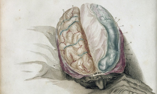  Làm thế nào để một bộ não, bao gồm rất nhiều mô-đun, chỉ tạo ra một con người? 