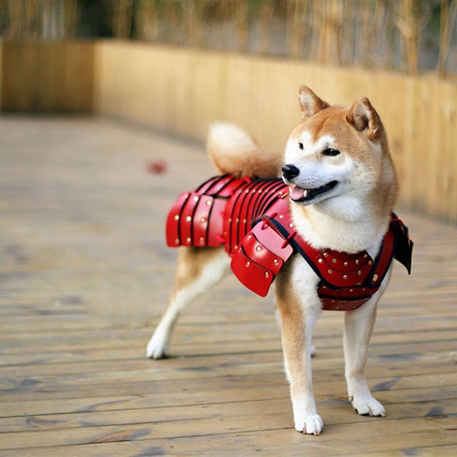 ...đã truyền cảm hứng cho Samurai Age tạo ra bộ giáp cách điệu cho chú chó Shiba Inu này 