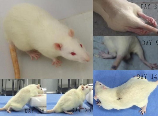 Đàn chuột được ghép đầu mới này sống được tới một tháng, tuy nhiên mục đích của thử nghiệm này không phải là để duy trì sự sống của chuột sau khi phẫu thuật. 