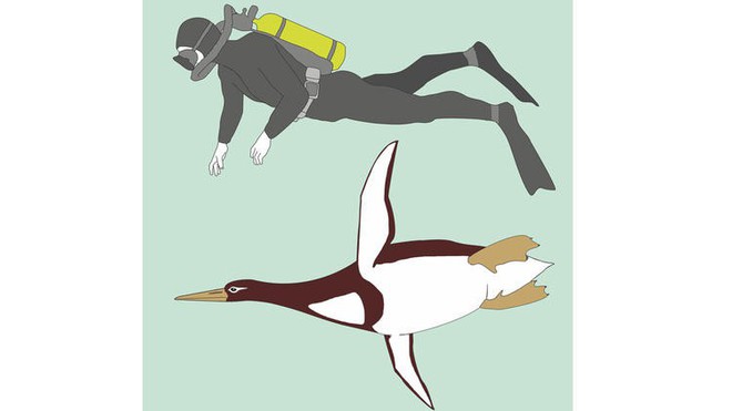 Phát hiện ra loài chim cánh cụt còn cao hơn chiều cao trung bình người Việt Nam, từng thống trị bờ biển New Zealand - Ảnh 1.