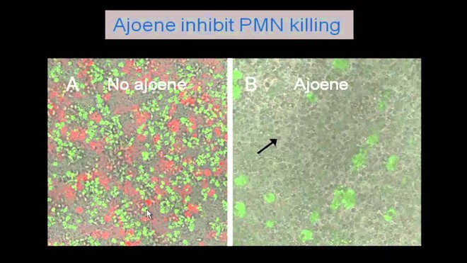  Hiệu quả của hợp chất ajoene trong tỏi khi ức chế sự phát triển của vi khuẩn 