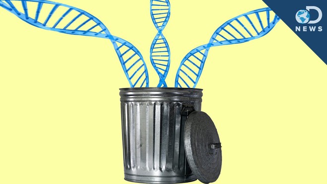  Nếu Thượng Đế đã tạo ra chúng ta, tại sao ông lại chèn vào cơ thể một tỷ lệ lớn “DNA rác”? 