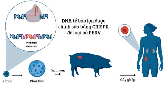  Chỉnh sửa gen đã có thể loại bỏ toàn bộ virus PERV có trong lợn, tránh chúng lây nhiễm chéo sang người. 