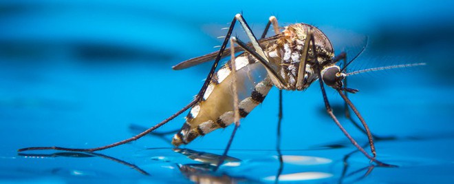  Muỗi là tác nhân truyền bệnh sốt xuất huyết, Zika... 