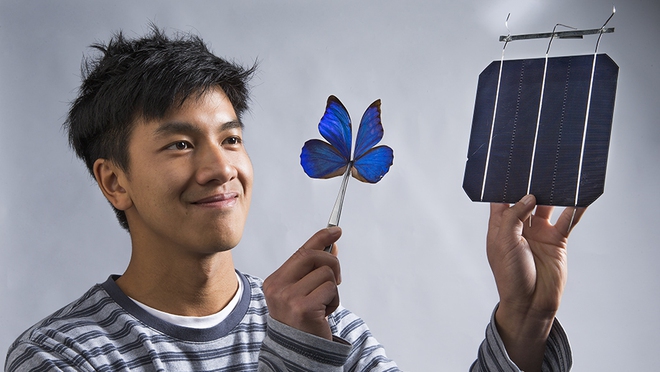 Công nghệ mới dựa vào nghiên cứu cấu trúc của cánh loài bướm xanh