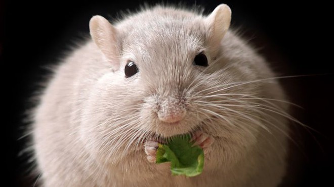 Chỉ có những con chuột có bộ tiếp nhận protein trong não giảm cân khi cơ thể tiếp xúc với GDF5.
