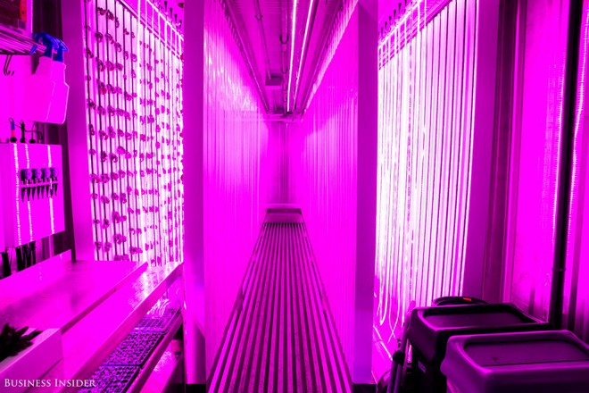  Các loại rau và thảo dược được trồng theo phương pháp thủy canh trên 4 bước tường đặt dọc trong mỗi container. Thay vì sử dụng ánh sáng mặt trời, quá trình quang hợp diễn ra nhờ đèn LED xanh và hồng treo xung quanh. 