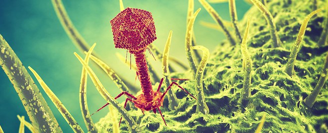  Phage tấn công vi khuẩn 
