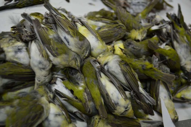  Gần 400 chú chim bỏ mạng chỉ trong một đêm tại Texas. 