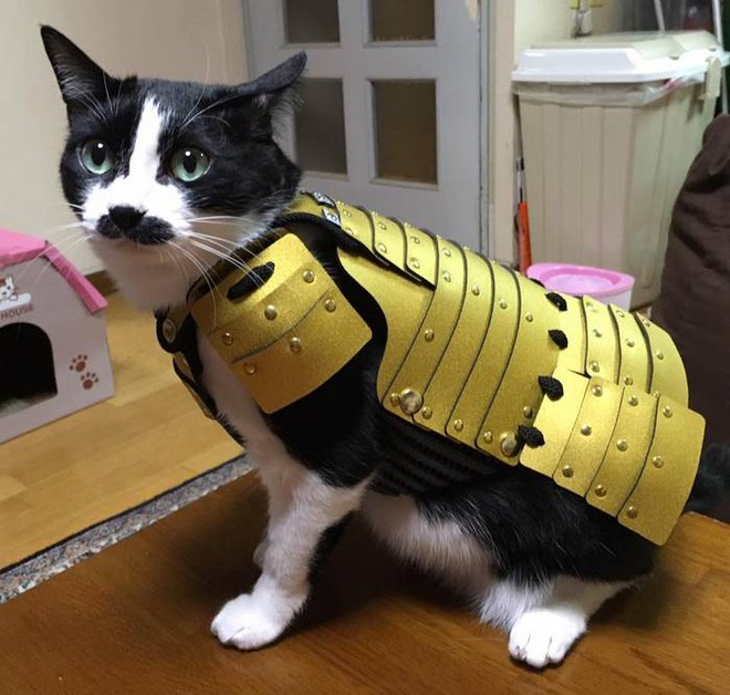 
Giáp trụ samurai siêu ngầu dành cho chó và mèo!
