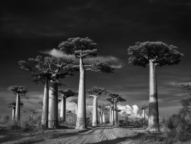  Cây Bao báp của vùng Madagascar 