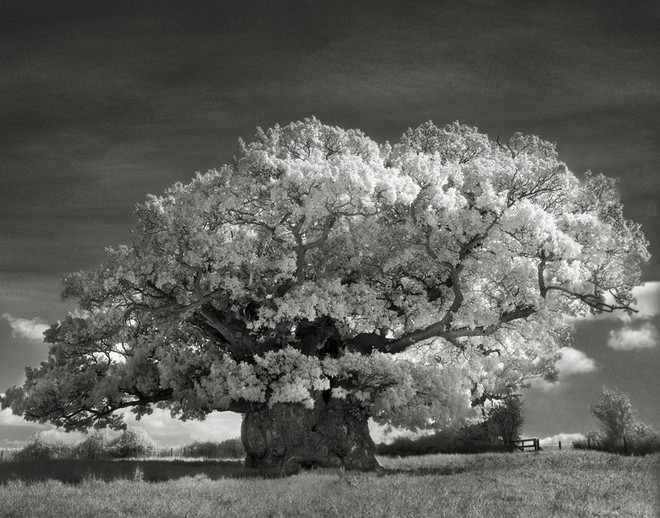  Cây Bowthorpe Oak 