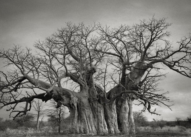  Một cây Bao báp khác với thân cây khổng lồ ở Limpopo, Nam Phi. Tuổi thọ của nó khoảng 800 năm. 