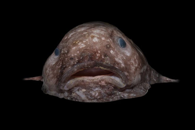 
lob-fish. Loài cá xấu nhất hành tinh
