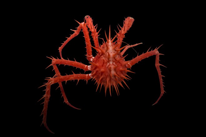 
Gorgeous red spiny crab. Credit: Rob Zugaro
