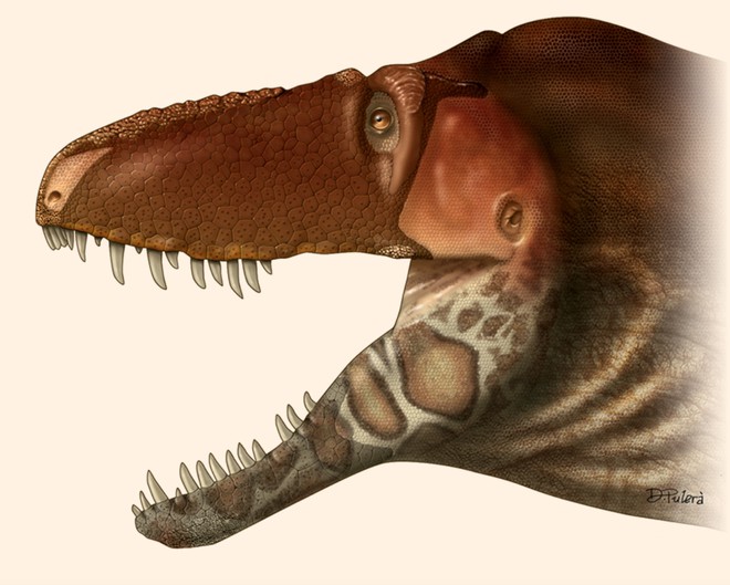  Hộp sọ đầu tiên của D. rex được tìm thấy, bên cạnh minh họa về việc con khủng long này có thể trông ra sao trong đời thực. Hộp sọ này dài khoảng 32 inch (89.5 cm) 