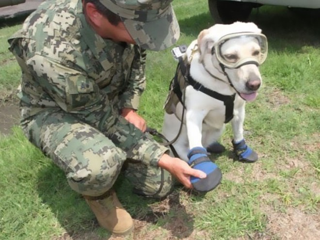  cô chó luôn nhận được sự yêu thương và chăm sóc đến từ các huấn luận viên tại quân đội 