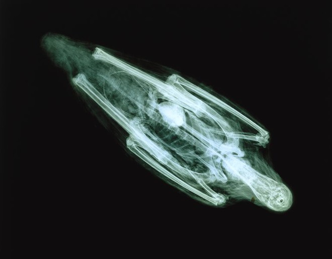  Ảnh chụp X-quang xác ướp của một loài hạc, sống ở ven hồ, là một trong những vật trưng bày tại Triển lãm Bảo tàng Brooklyn: Soulful Creatures: Animal Mummies in Ancient Egypt. 