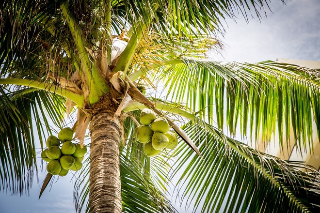 
Hái dừa - công việc vất vả và nguy hiểm
