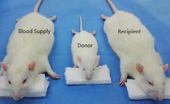 Thứ tự chuột từ trái sang phải: Con chuột truyền máu (tới mục đích khoa học cao cả), con chuột hiến đầu (cho khoa học) và con chuột nhận đầu (vì khoa học). 