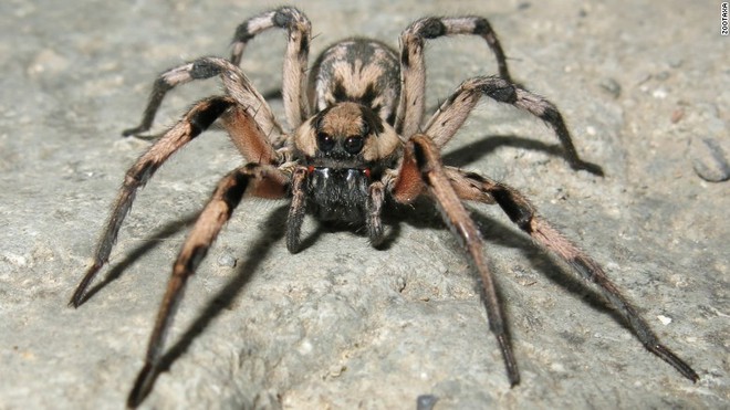  Chân dung loài nhện mới phát hiện tại vùng đông nam Iran, được đặt tên là Lycosa Aragogi. 