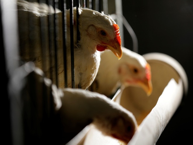  Khoảng 9 tỷ con gà bị giết lấy thịt/năm ở Mỹ 