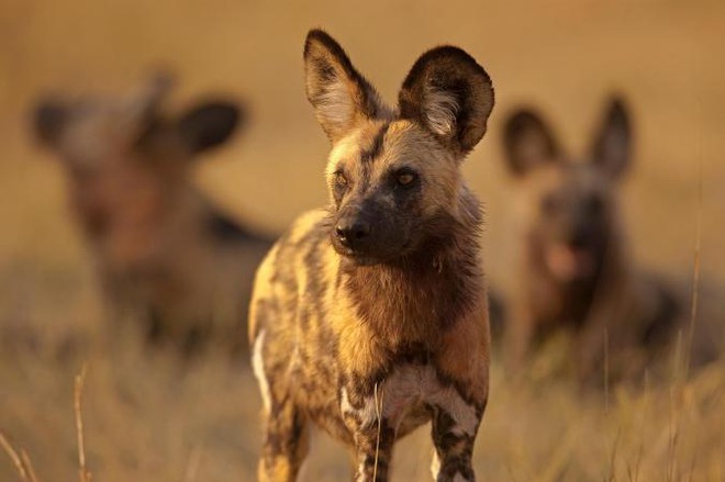 
Những chú chó hoang ở khu bảo tồn Selinda Botswana, tạo ra một loạt tiếng hắt hơi thay cho câu trả lời ‘Có’ khi quyết định săn mồi.

