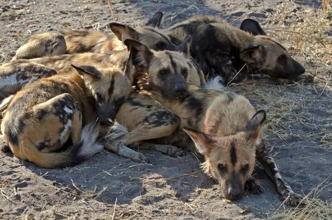 
Dưới ánh nắng gay gắt của Nam Phi, bầy chó thường chọn những nơi có bóng râm để nghỉ ngơi.
