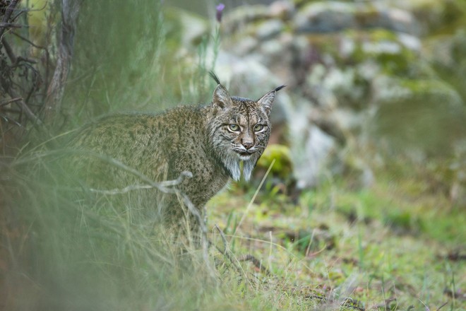  Gia đình Laura Albiac Vilas đã tới công viên thiên nhiên Sierra de Andújar để theo dõi, và may mắn bắt gặp một đôi mèo ngay gần lối đi. 