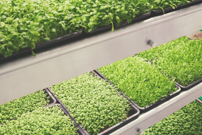 IKEA trình làng trang trại trong nhà, trồng rau nhanh hơn 3 lần so với thông thường - Ảnh 2.