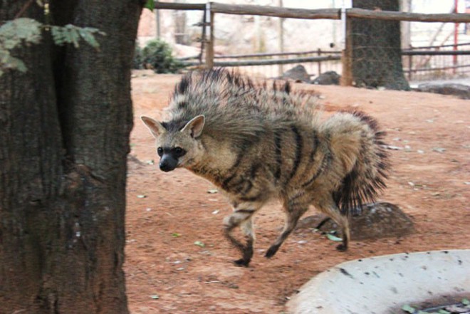 Không phải sói cũng không phải linh cẩu, loài động vật dễ thương này đã tồn tại trên trái đất từ rất lâu rồi - Ảnh 3.