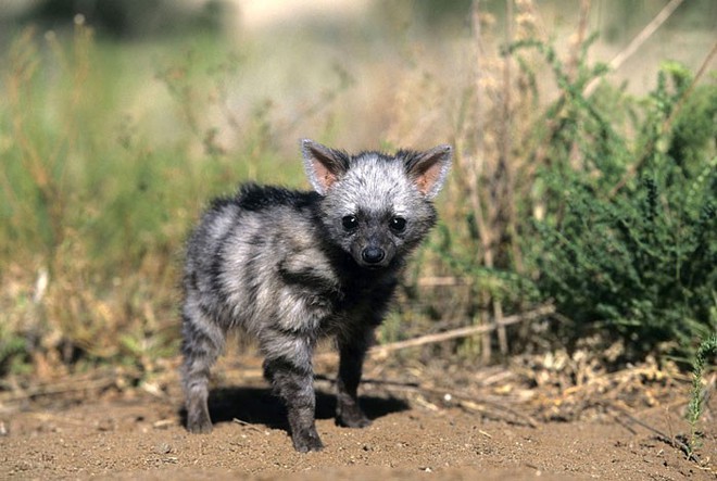 Không phải sói cũng không phải linh cẩu, loài động vật dễ thương này đã tồn tại trên trái đất từ rất lâu rồi - Ảnh 7.