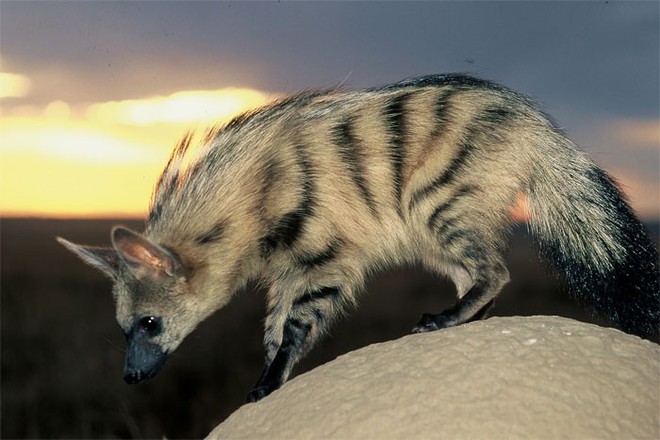 Không phải sói cũng không phải linh cẩu, loài động vật dễ thương này đã tồn tại trên trái đất từ rất lâu rồi - Ảnh 9.