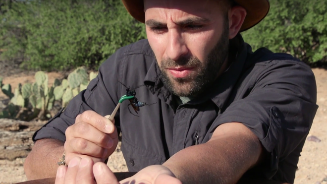  Anh chàng Youtuber dũng cảm Coyote Peterson đang cho một con ong bắp cày to đùng cắn mình... 