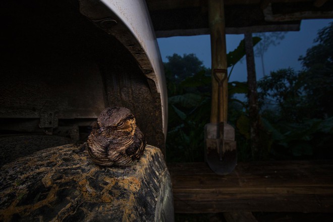  Nhiếp ảnh gia Jaime Culebras đã nhìn thấy chú chim này săn côn trùng xung quanh trang trại. Trước khi mặt trời mọc, nó đã nằm yên vị trên chiếc lốp xe và xuất hiện trong bức ảnh này. 
