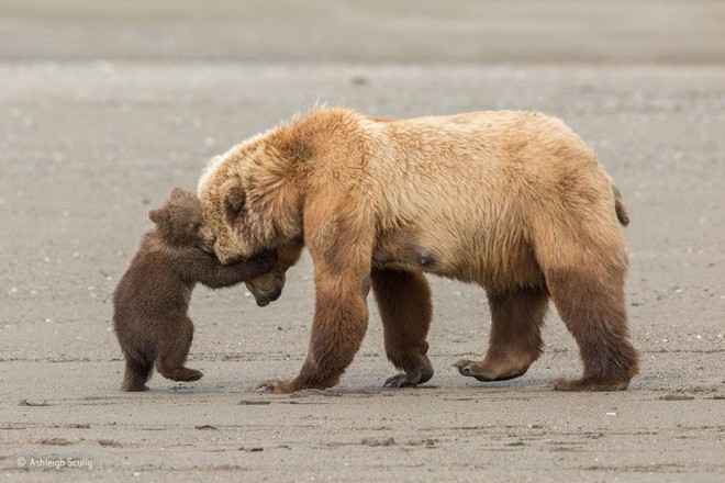  Nhiếp ảnh gia Ashleigh Scully chia sẻ về bức ảnh: Chú gấu con hình như nghĩ mình đủ to lớn để vật ngã mẹ ra cát. Còn gấu mẹ thì chơi đùa với con, kiên nhẫn và ấm áp. 