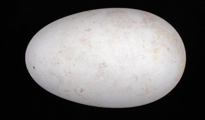  Trứng của một chú Hải Âu, loài chim nổi tiếng với khoảng cách di chuyển rất xa, có trứng hình cầu. 