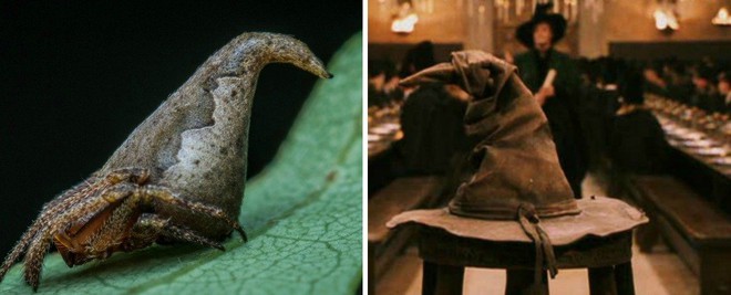  Loài nhện Eriovixia gryffindori giống y hệt chiếc mũ ma thuật tại trường Hogwarts. 