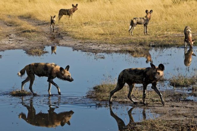 
Tập tính hắt hơi của chó hoang Nam Phi đã tiết lộ chúng không sống độc tài như nhiều người nghĩ.
