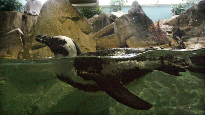 
Chú chim cánh cụt đáng thương đã may mắn được giải cứu sau cơn bão khủng khiếp Katrina, đang được bơi bên trong môi trường sống cũ của mình tại thủy cung Audubon của Mỹ vào ngày 22/05/2006, sau 8 tháng tránh bão trở về từ California
