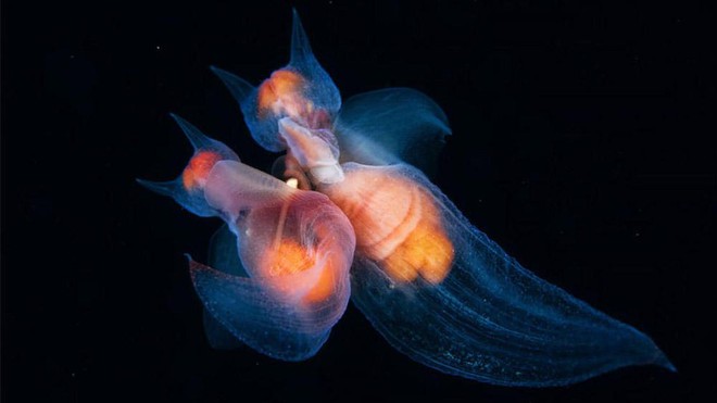  Loài sinh vật được gọi bằng cái tên mĩ miều - Thiên thần biển. 