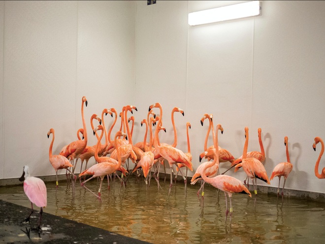  Do đã có điều kiện vật chất tốt hơn nên hồng hạc tại sở thú Miami bây giờ đã được trú ẩn tại một căn nhà với hệ thống ao nhân tạo đặc biệt 