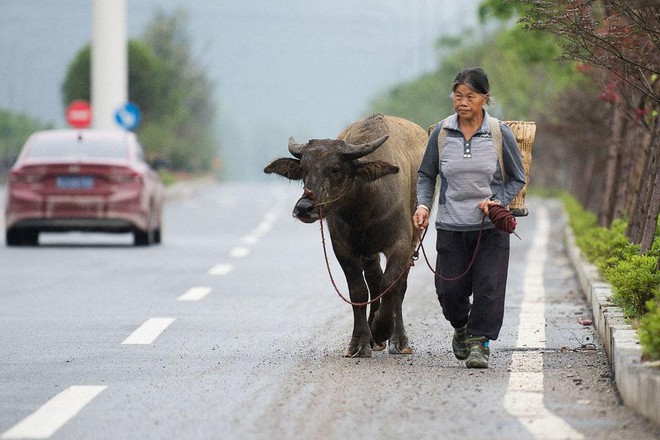  Người nông dân dắt gia súc trên những con đường thuộc huyện Bình Đường, một khu vực nông thân nghèo nàn ở Quý Châu. 