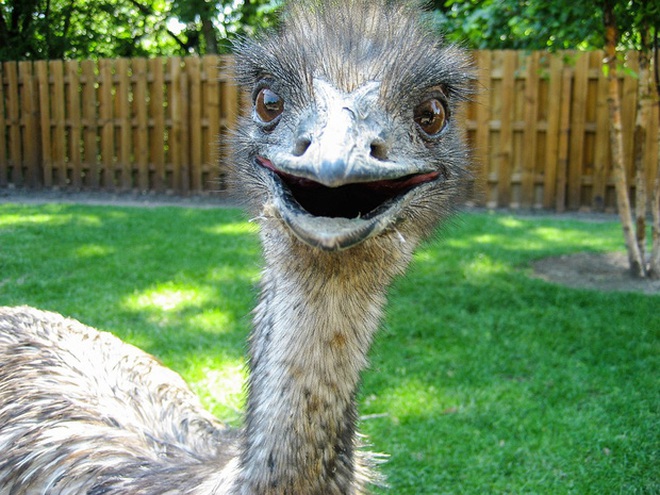  Lời khuyên cho chim Emu: Đẻ in ít thôi, hăng quá là bị làm thịt đấy. 