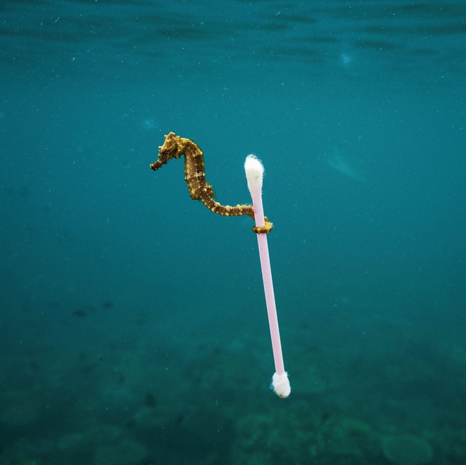  Nhiếp ảnh gia Justin Hofman cho biết khi thủy triều lên, rác thải trôi lềnh bềnh bao phủ cả mặt nước. 