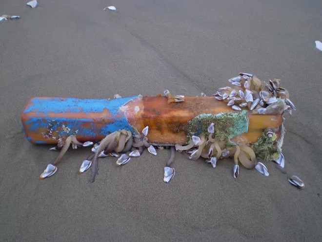  Một mảnh vỡ của chiếc tàu được bao phủ bởi rất nhiều sinh vật biển tìm thấy vào năm 2013. 